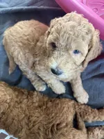 Luke, a male Poodle - Standard  for sale in Mount Pleasant, IA – 2 of 2