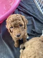 Daisy, a female Poodle - Standard  for sale in Mount Pleasant, IA – 2 of 2