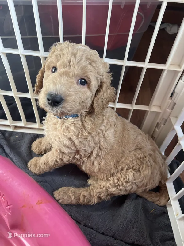 Bo – Poodle - Standard  puppy for sale in Mount Pleasant, IA
