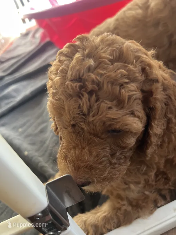 Daisy – Poodle - Standard  puppy for sale in Mount Pleasant, IA