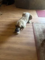 Bo, a male Fila Brasileiro for sale in Fort Cobb, OK – 3 of 7