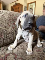 Bae bae, a female Fila Brasileiro for sale in Fort Cobb, OK – 2 of 6