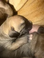 Bo, a male Fila Brasileiro for sale in Fort Cobb, OK – 4 of 7