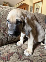 Bae bae, a female Fila Brasileiro for sale in Fort Cobb, OK – 6 of 6