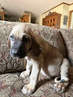 Bae bae, a female Fila Brasileiro for sale in Fort Cobb, OK – 4 of 6