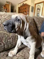 Bae bae, a female Fila Brasileiro for sale in Fort Cobb, OK – 5 of 6