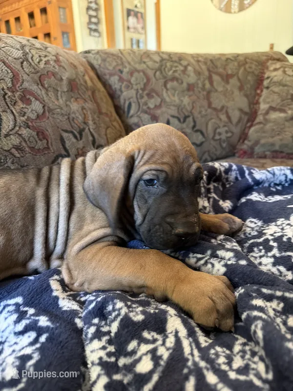 Bo – Fila Brasileiro puppy for sale in Fort Cobb, OK