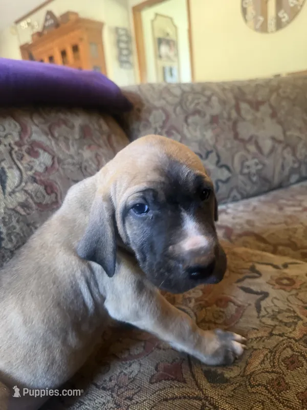 Bo – Fila Brasileiro puppy for sale in Fort Cobb, OK