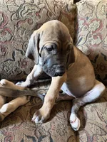 Daluka, a female Fila Brasileiro for sale in Fort Cobb, OK – 4 of 6