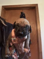 Bo, a male Fila Brasileiro for sale in Fort Cobb, OK – 7 of 7