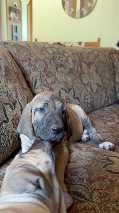 Daluka, a female Fila Brasileiro for sale in Fort Cobb, OK – 6 of 6