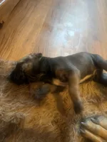 Bo, a male Fila Brasileiro for sale in Fort Cobb, OK – 5 of 7