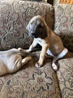 Daluka, a female Fila Brasileiro for sale in Fort Cobb, OK – 2 of 6