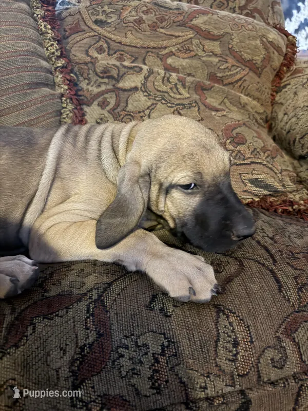 Daluka – Fila Brasileiro puppy for sale in Fort Cobb, OK