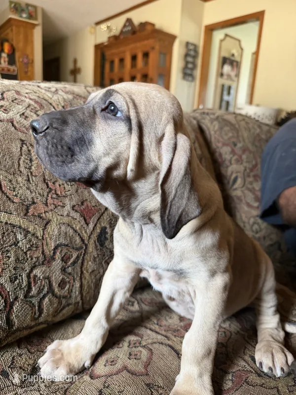 Bae bae – Fila Brasileiro puppy for sale in Fort Cobb, OK