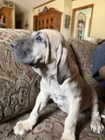 Bae bae, a female Fila Brasileiro for sale in Fort Cobb, OK – 1 of 6