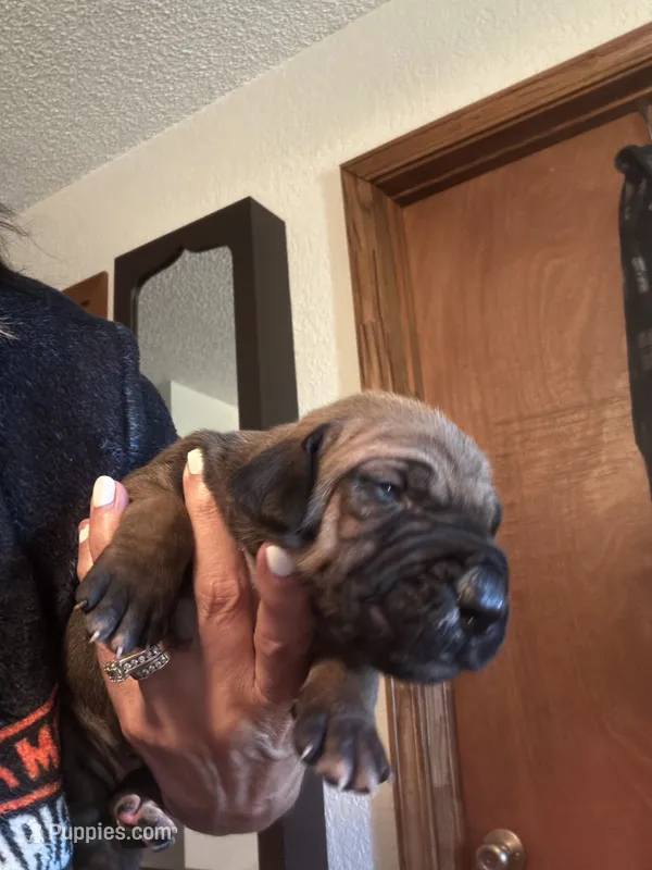 Bo – Fila Brasileiro puppy for sale in Fort Cobb, OK