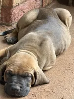 Daluka, a female Fila Brasileiro for sale in Fort Cobb, OK – 5 of 6