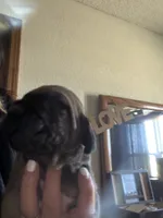Bo, a male Fila Brasileiro for sale in Fort Cobb, OK – 2 of 7