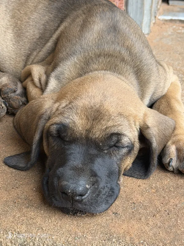 Daluka – Fila Brasileiro puppy for sale in Fort Cobb, OK