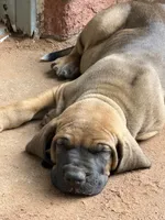 Daluka, a female Fila Brasileiro for sale in Fort Cobb, OK – 3 of 6