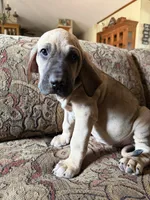 Bae bae, a female Fila Brasileiro for sale in Fort Cobb, OK – 3 of 6