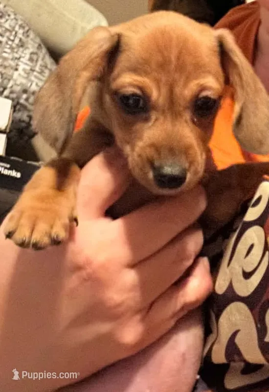 Millie Mae  – Miniature Dachshund puppy for sale in Vanderbilt, PA