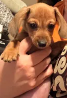 Millie Mae , a female Miniature Dachshund for sale in Vanderbilt, PA – 1 of 1