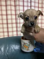 Max, a male Chihuahua for sale in Vanderbilt, PA – 3 of 3