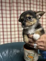 Dixie Lou, a female Chihuahua for sale in Vanderbilt, PA – 3 of 3