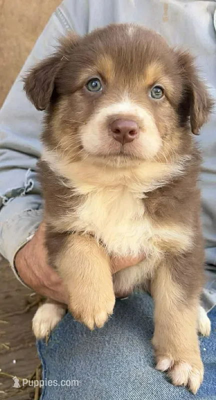 Flo  – Australian Shepherd puppy for sale in Vanderbilt, PA