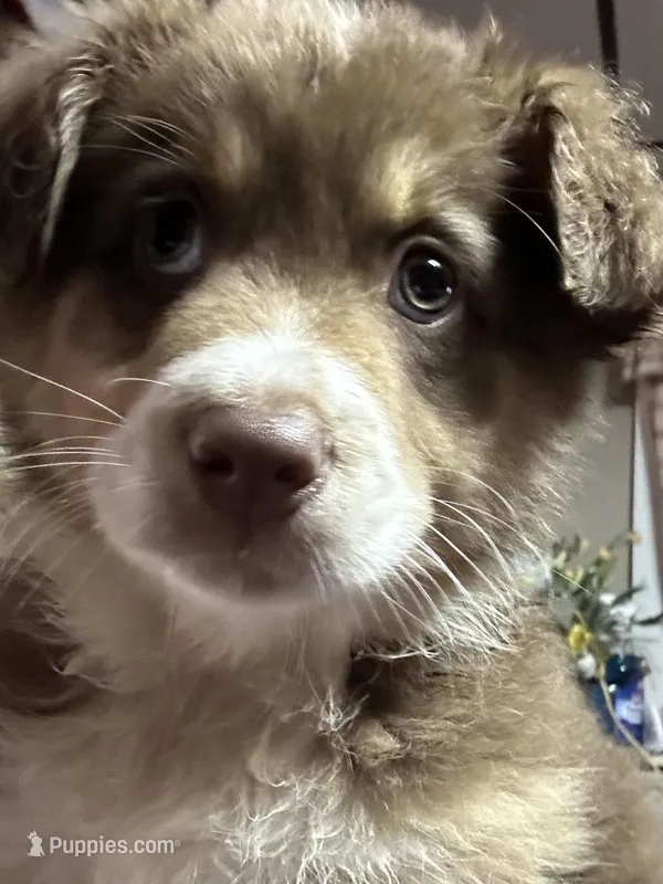 Flo  – Australian Shepherd puppy for sale in Vanderbilt, PA