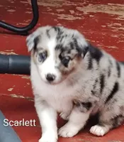 Scarlett , a female Australian Shepherd and Border Collie for sale in Vanderbilt, PA – 1 of 1