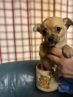 Max, a male Chihuahua for sale in Vanderbilt, PA – 2 of 3
