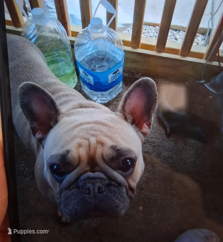 Jelly Bean – French Bulldog puppy for sale in Vanderbilt, PA