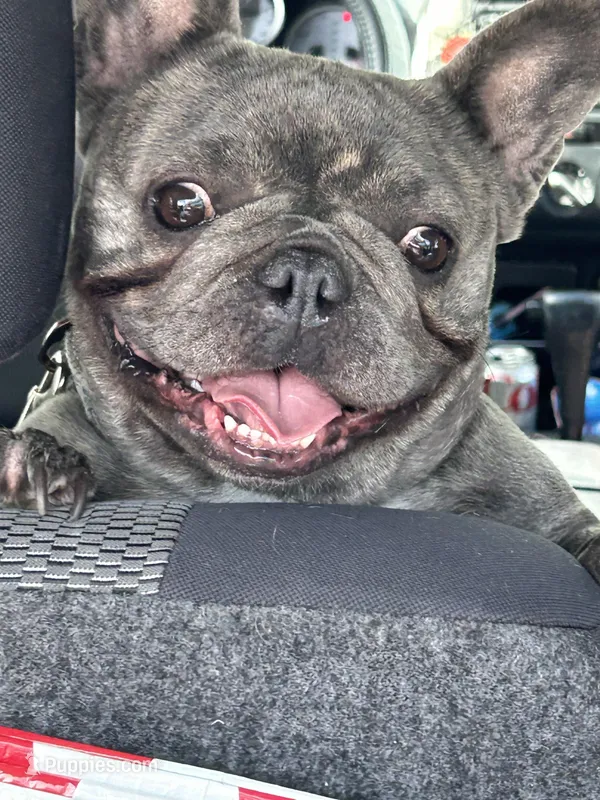 Jelly Bean – French Bulldog puppy for sale in Vanderbilt, PA