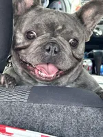 Jelly Bean, a female French Bulldog for sale in Vanderbilt, PA – 1 of 9