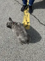 Jelly Bean, a female French Bulldog for sale in Vanderbilt, PA – 9 of 9