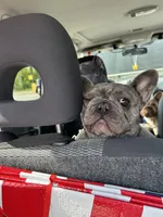 Jelly Bean, a female French Bulldog for sale in Vanderbilt, PA – 6 of 9