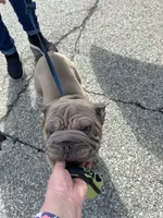 Jelly Bean, a female French Bulldog for sale in Vanderbilt, PA – 4 of 9