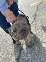 Jelly Bean, a female French Bulldog for sale in Vanderbilt, PA – 5 of 9