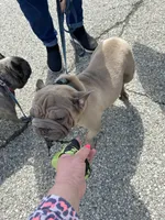 Jelly Bean, a female French Bulldog for sale in Vanderbilt, PA – 8 of 9