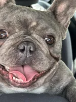Jelly Bean, a female French Bulldog for sale in Vanderbilt, PA – 2 of 9