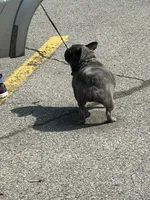 Jelly Bean, a female French Bulldog for sale in Vanderbilt, PA – 3 of 9