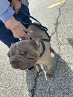 Jelly Bean, a female French Bulldog for sale in Vanderbilt, PA – 7 of 9