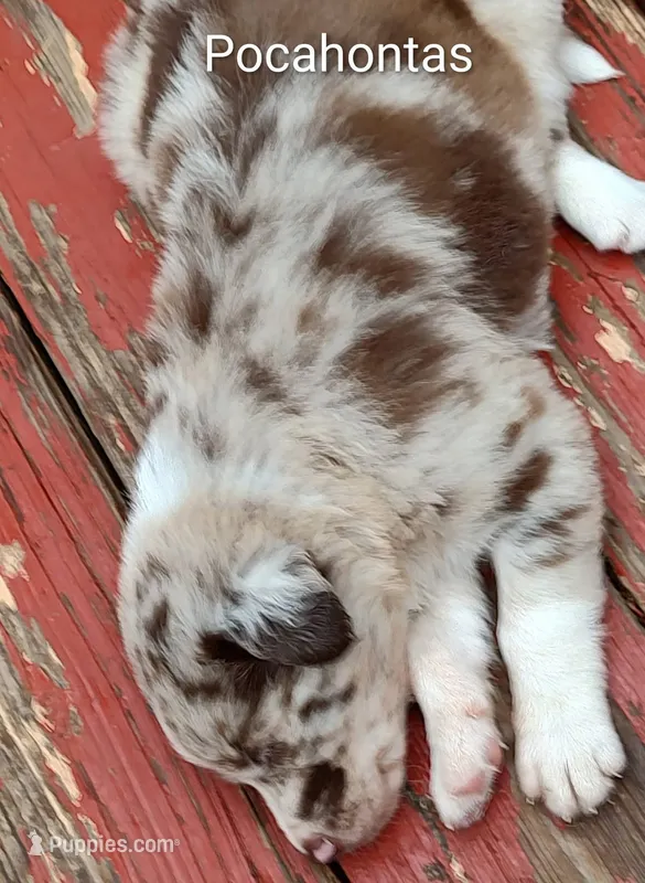 Pocahontas  – Australian Shepherd, Border Collie puppy for sale in Vanderbilt, PA