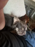 Roz , a female French Bulldog for sale in Vanderbilt, PA – 3 of 4