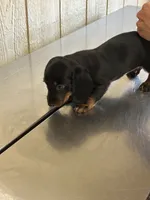 Dexter , a male Miniature Dachshund for sale in Vanderbilt, PA – 6 of 7