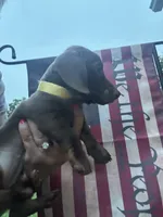 Roxanne , a female Miniature Dachshund for sale in Vanderbilt, PA – 2 of 9