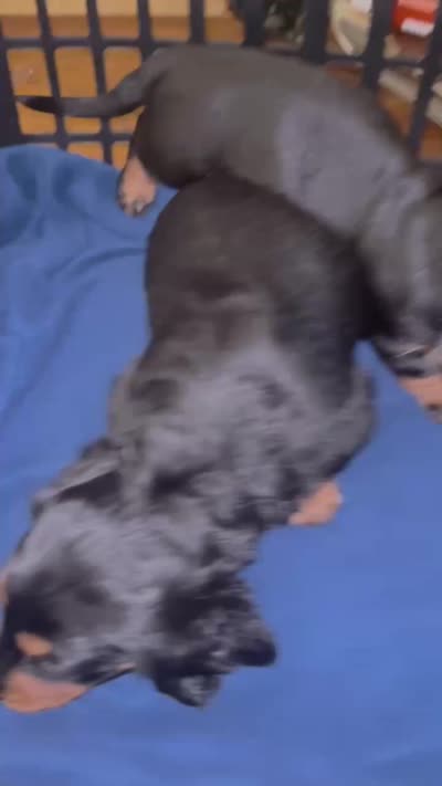Sally Mae , a female Miniature Dachshund for sale in Vanderbilt, PA – 1 of 1